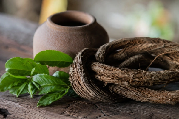Ayahuasca vine and leaf prepared for brewing