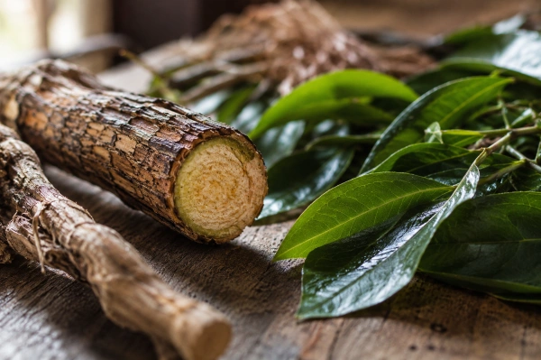Banisteriopsis caapi vine and DMT-containing leaf used in ayahuasca